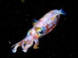 A reef squid, usually only seen on night dives is caught out in the open on Alligator Reef, just off the coast of Islamorada, Florida.